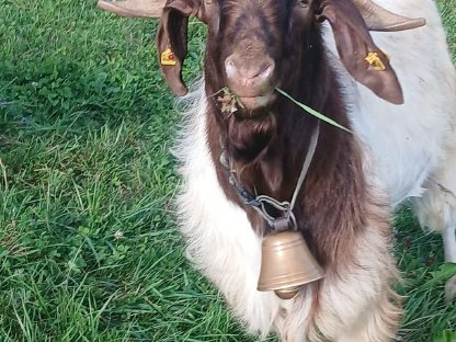 Bild 7:Junge Burenziegen und Mischlinge