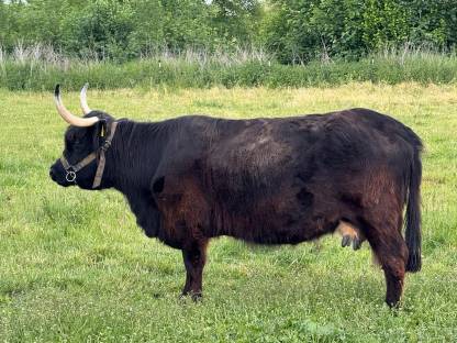 Bild 3:Hochlandrinder Kühe tragend mit Kuhkalb, Kalbin 1-jährig