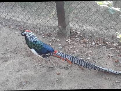 Bild 2:Diamant-Fasanhenne abzugeben