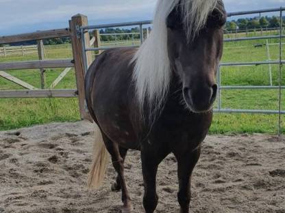 Bild 2:Classic Pony Wallache Gespann