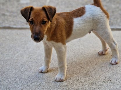 Reinrassige Foxterrier-Welpen, jagdlich