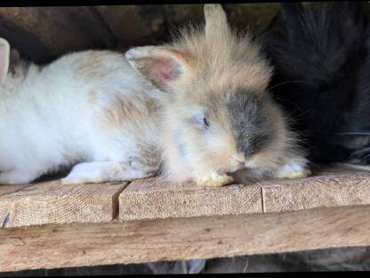 Bild 4:Junge Zwergkaninchen in allen Farben