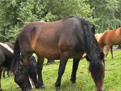 Bild 9:Norikerstute Lina