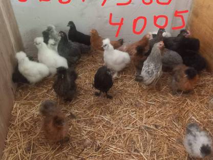 Bild 3:Seidenhühner und Junghennen