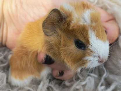 Meerschweinchen