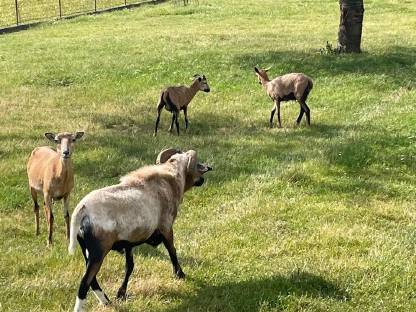 Bild 2:Kamerunschafe