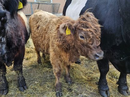 Bild 3:Galloway Kalbin
