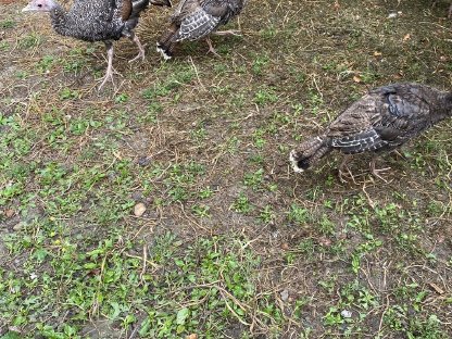 Bild 2:Verkaufe Puten