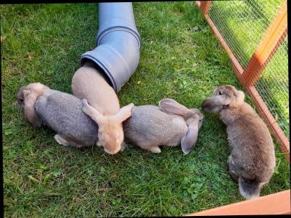 Zwergkaninchen