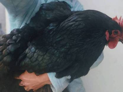 Bild 6:Orpington Küken Bruteier GSG, blau gesäumt, schwarz, splash