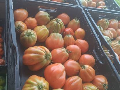 Ochsenherz Tomaten