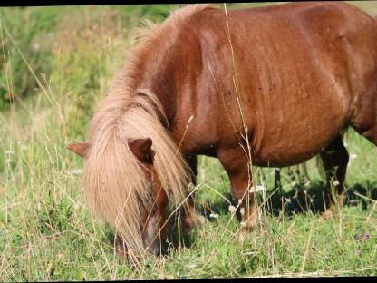 Bild 7:Minishetty Prämienstute mit oder ohne Fohlen