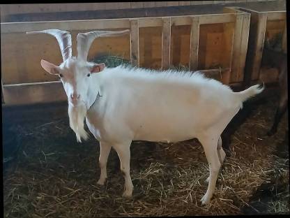 Ziegenbock