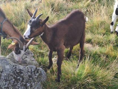 Bild 3:Tauernscheckenkitze