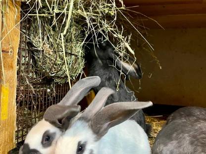 Bild 3:Deutsche Riesenschecken