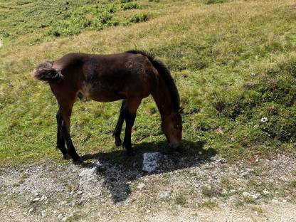 Bild 5:Noriker Hengstfohlen