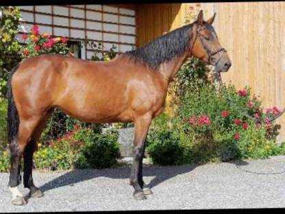 Bild 3:Warmblutstute