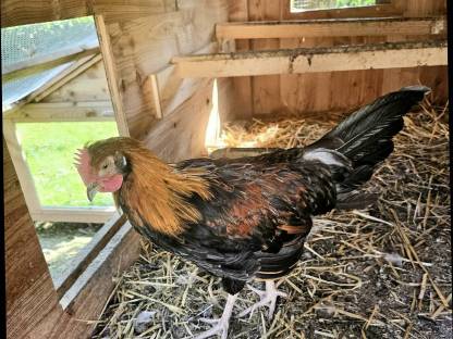 Bild 2:Altsteirer Hähne zu verschenken