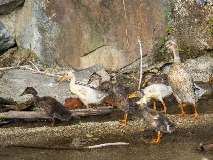 Bild 4:Laufenten zu verkaufen, ca. 2 Monate alt