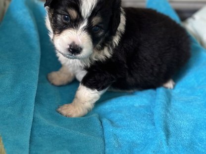 Australian Shepherd mit Ahnentafel