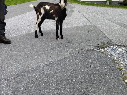 Bild 2:Verkaufe Tauernscheckenbock und 1 weibliches Tauernscheckenkitz