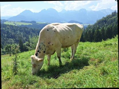 Trächtige Holstein Kalbin