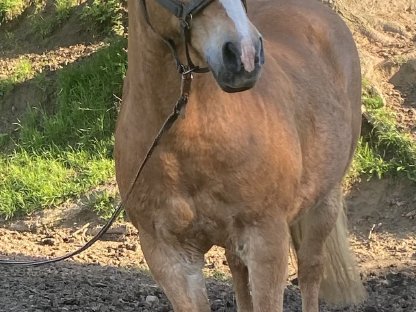 Bild 4:Haflingerwallach, 2005, Beisteller/Freizeitpferd - Handicap