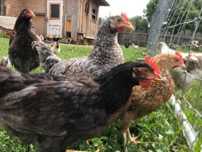 Bild 2:Mix Hennen & Hähne