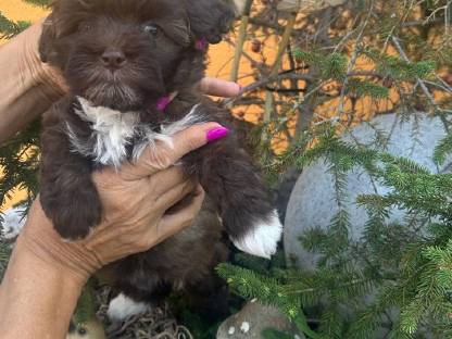 Bild 4:Bollipoo-Welpen und Toypudel mit Ahnentafel