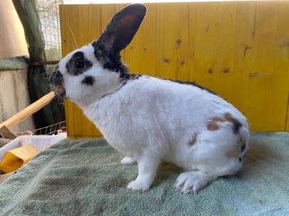 Bild 2:Rheinische und Böhmische Schecken