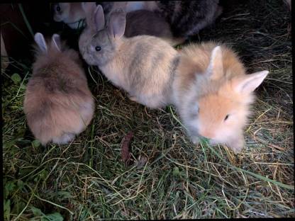 Bild 5:Zwergkaninchen zu vergeben