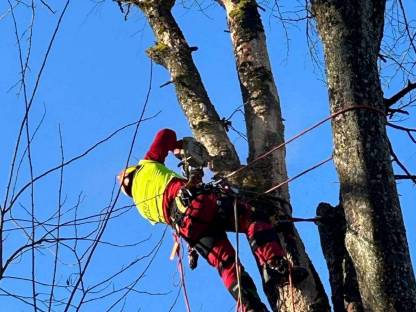 Bild 3:Spezialbaumfällung/Holzfällung