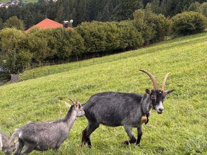 Bild 2:Blobe Ziegen