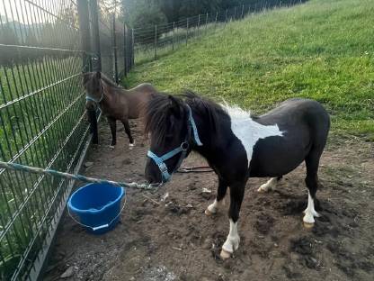 Bild 3:Mini Shetlandpony Wallache