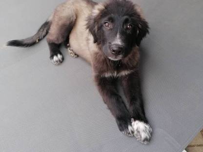 Bild 2:Schäfer-Maremmano Welpen