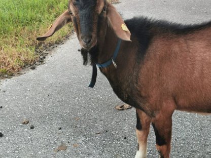 Bild 2:Anglo-Nubier Kreuzungsbock