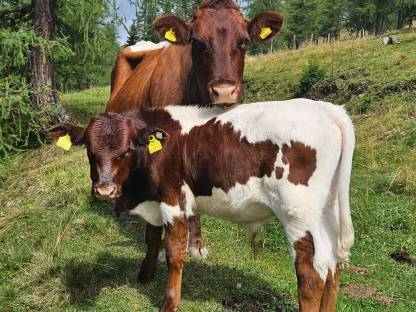 Reinrassiges Pinzgauer Stierkalb
