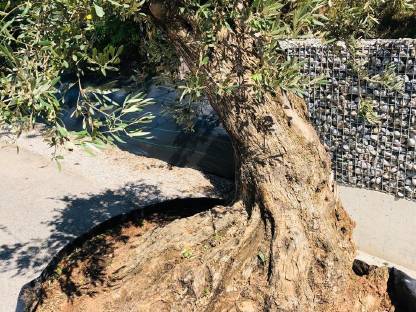 Bild 2:XXL 3,4 m hoch Olivenbaum Methusalem mit Oliven