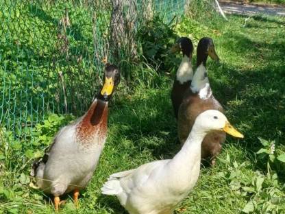 Bild 4:Laufenten zu verschenken