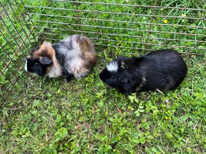 Bild 3:Meerschweinchen