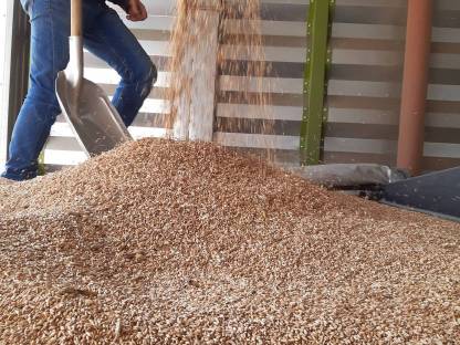 Futtertriticale