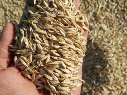 Bio Einkorn