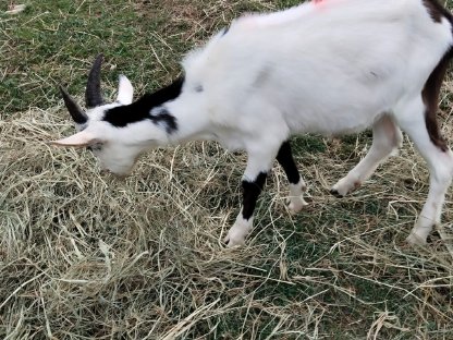 Bild 2:Walliser Schwarznasen Widder, Tauernschecken und Quesant