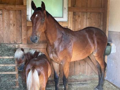 Bild 2:Vielversprechender Junghengst