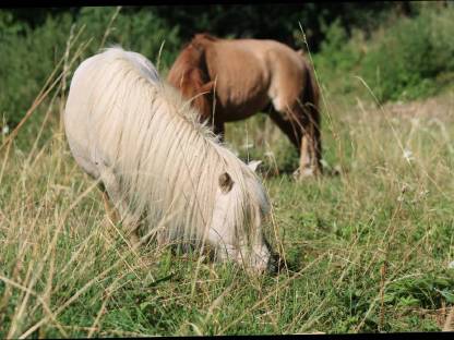 Bild 3:Minishetty Stute Elmhorst Bluebelle