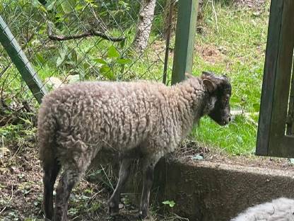 Bild 4:Liebe kleine oussant widder suchen ein neues zuhause