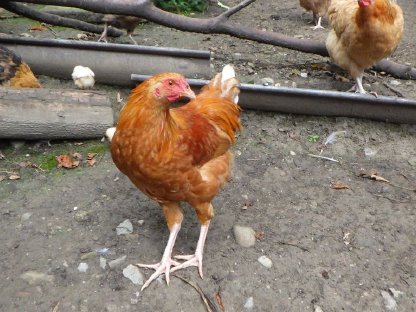 Junghähne