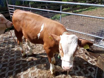 Stierkalb