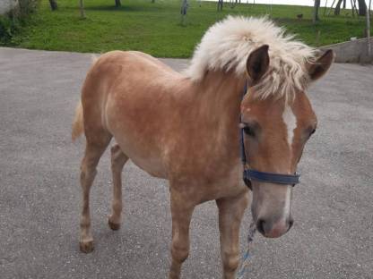 Bild 3:Verkaufe Haflinger Stutfohlen