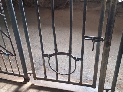 Bild 2:Aufstallung für Kälber